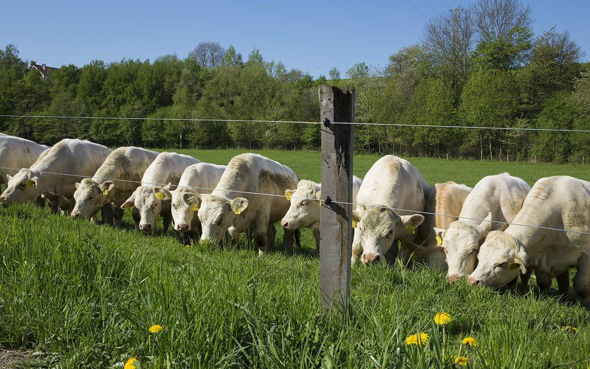 Ako vybrať a zostaviť elektrický oplotok pre dobytok