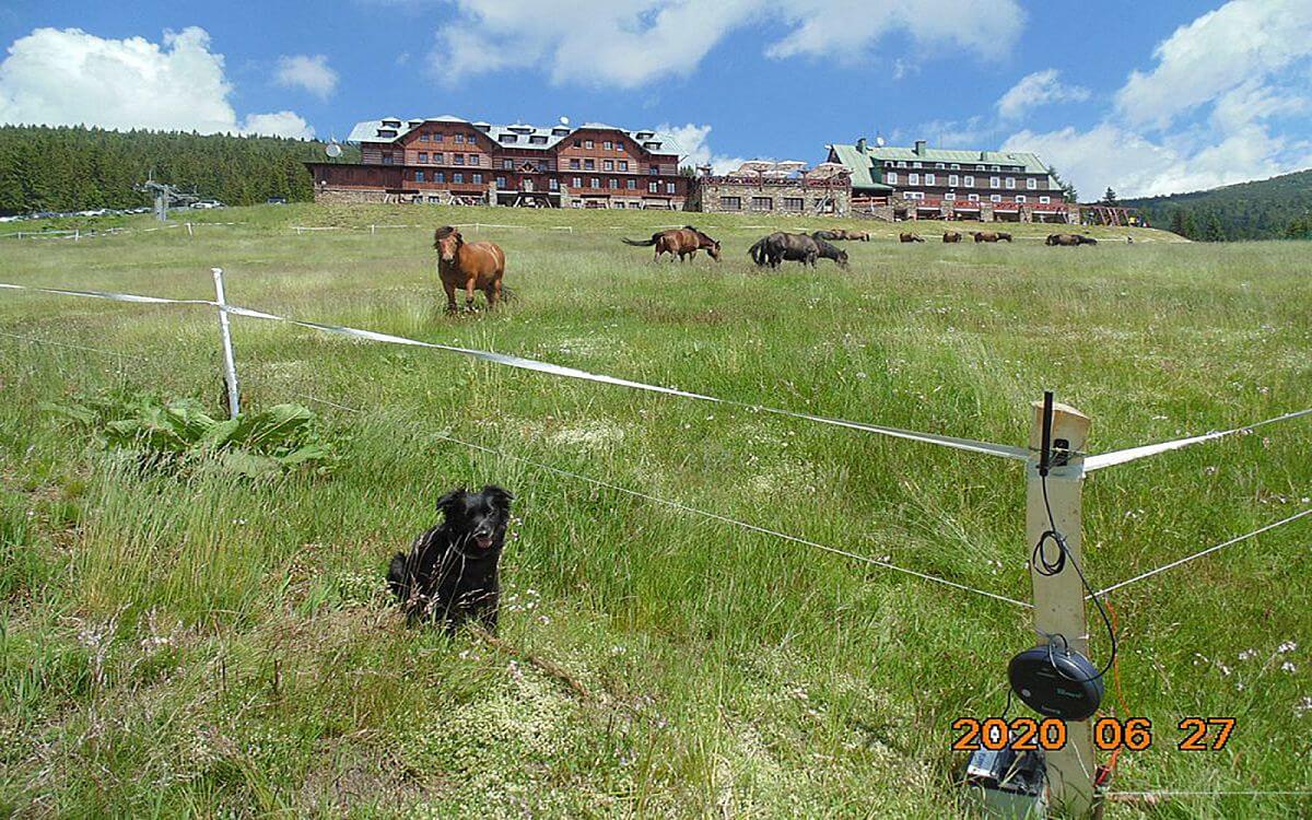 "V kopcovitom teréne nebol problém skontrolovať plot na diaľku pomocou diaľkového ovládania"

hovorí Vít Karbusický zo spoločnosti FARM HUCUL
