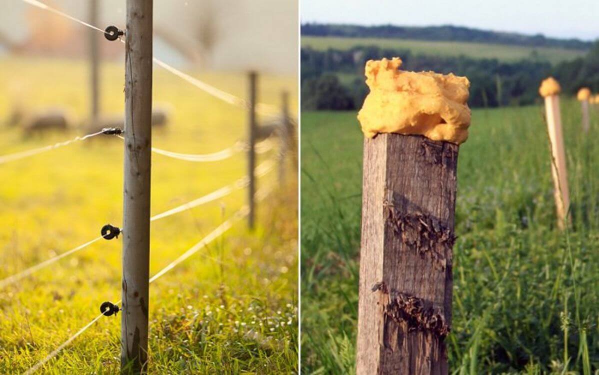 Pachový plot alebo elektrický plot? Pomôžeme vám vybrať