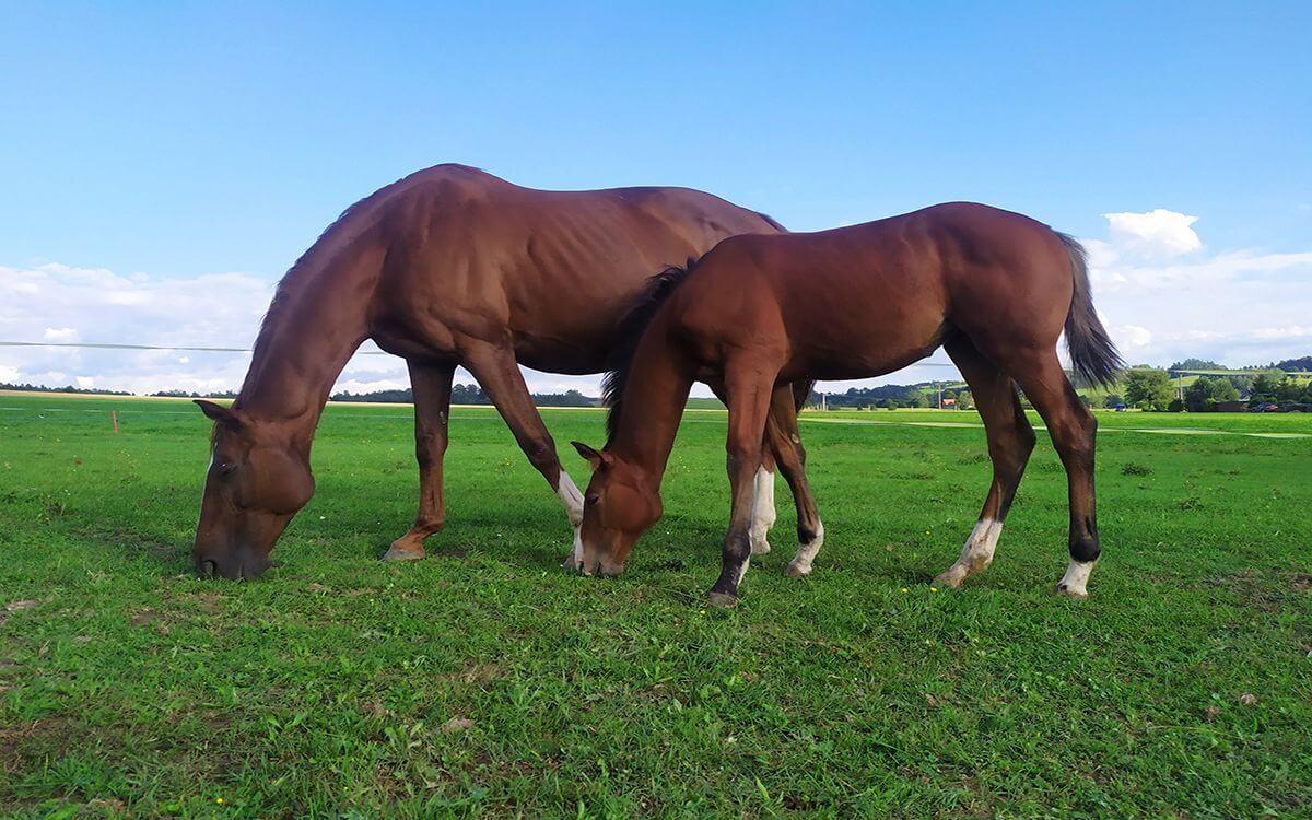 "Vďaka plotovému generátoru môžem byť celý deň pokojný"

hovorí spokojná zákazníčka Daniela
