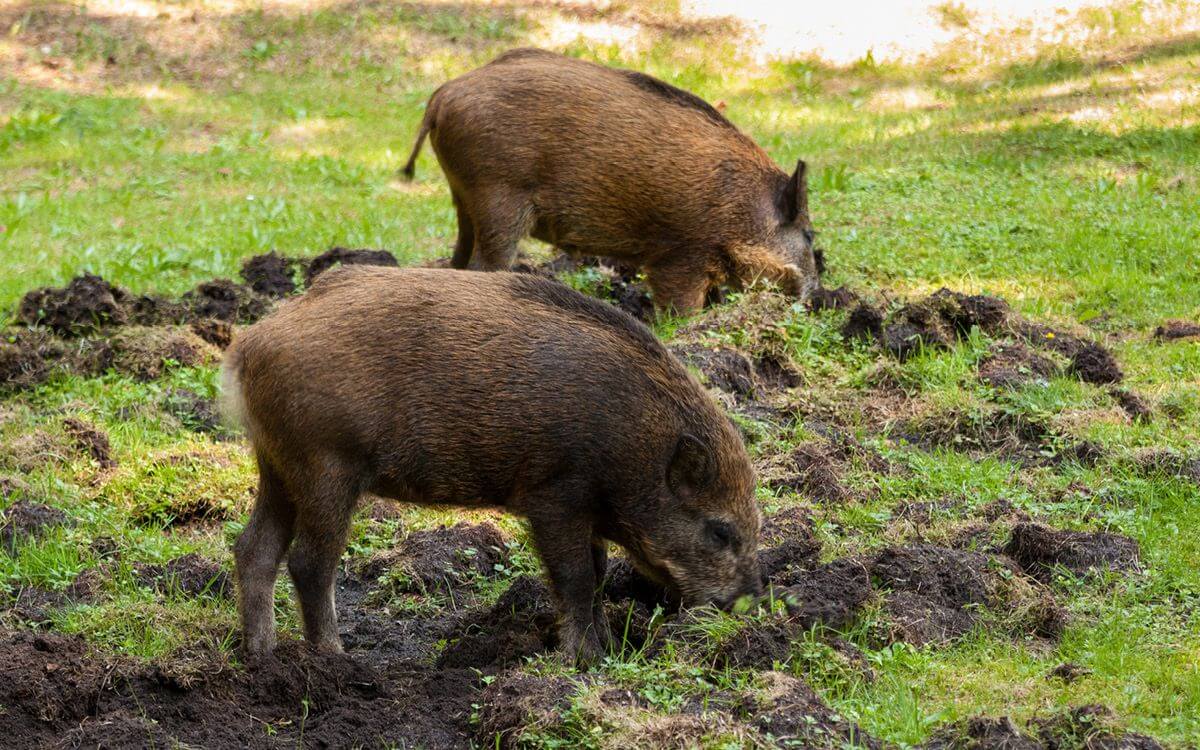 Ako chrániť pôdu pred diviakmi?