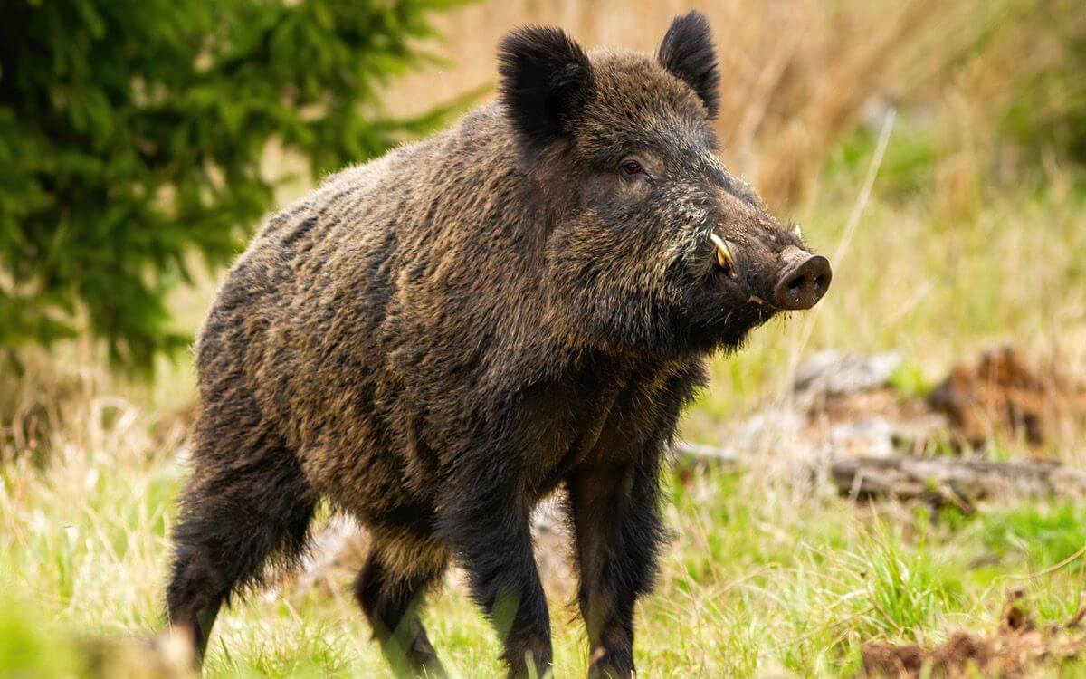 Ako vybrať a zostaviť elektrický ohradník proti diviakom