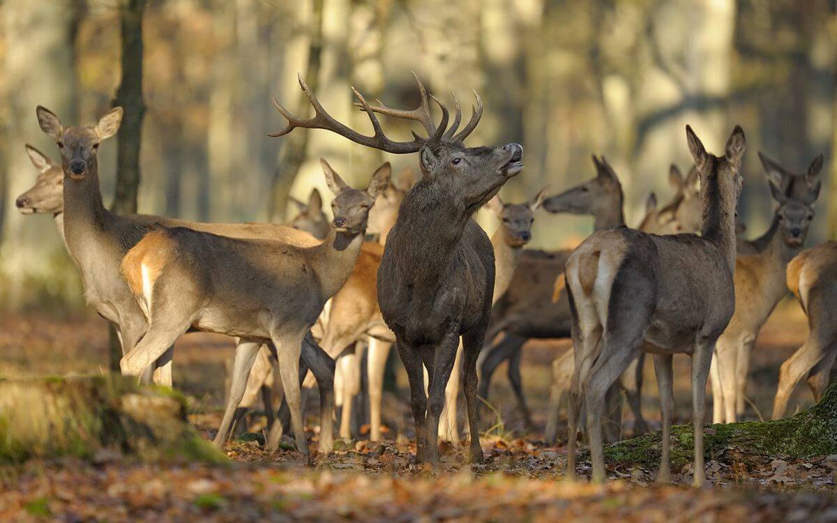 Ako vybrať a zostaviť elektrický ohradník proti lesnej zveri