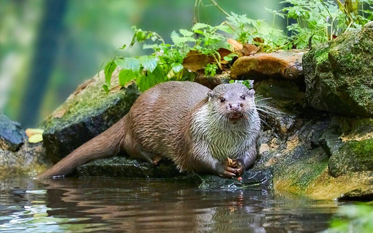 Ako vybrať a zostaviť elektrický ohradník pre vydry