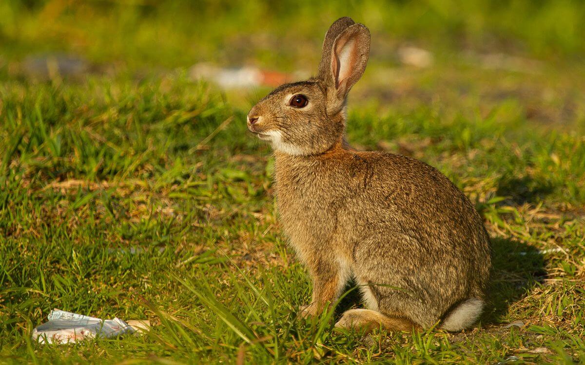 Ako vybrať a zostaviť elektrický ohradník pre králiky a zajace
