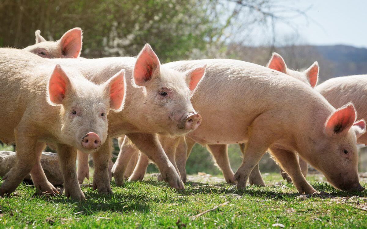 Ako vybrať a zostaviť elektrický ohradník pre domáce ošípané