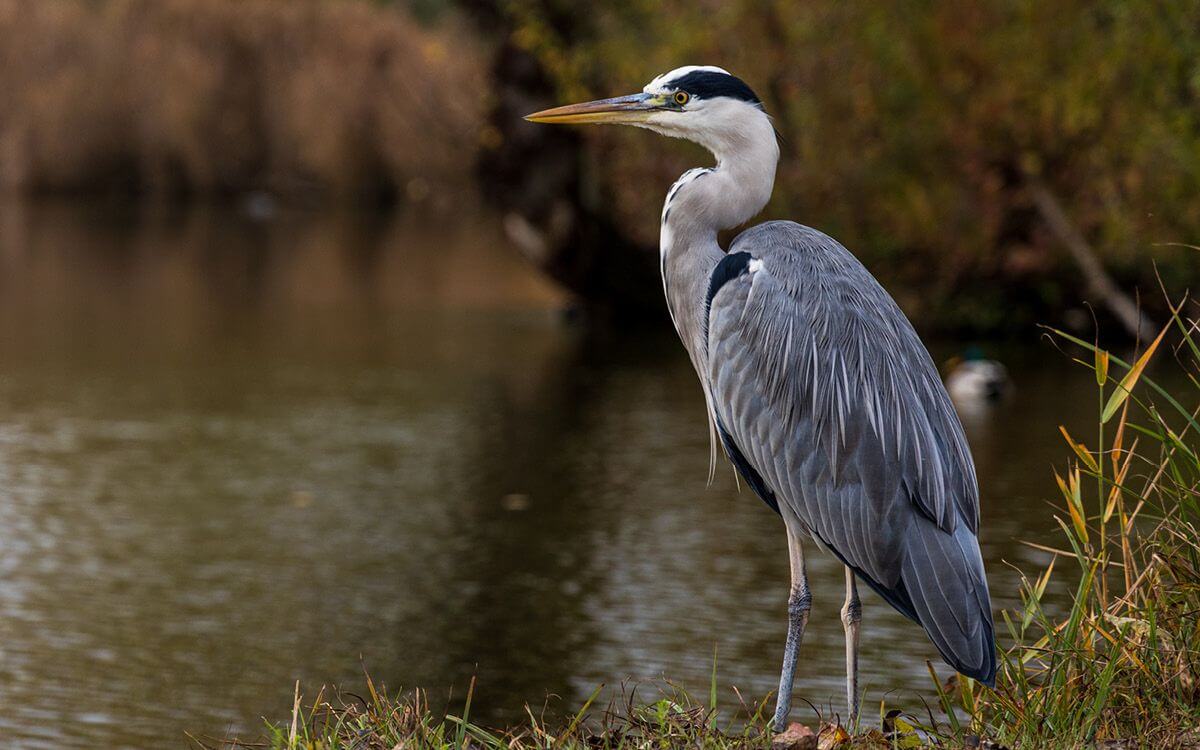 Ako vybrať a zostaviť elektrický ohradník pre volavky