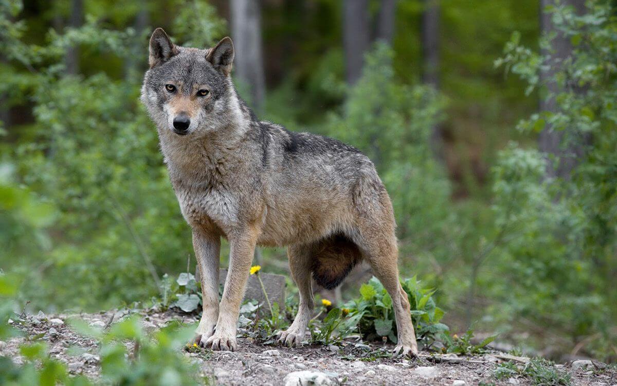 Ako vybrať a zostaviť elektrický ohradník proti vlkom