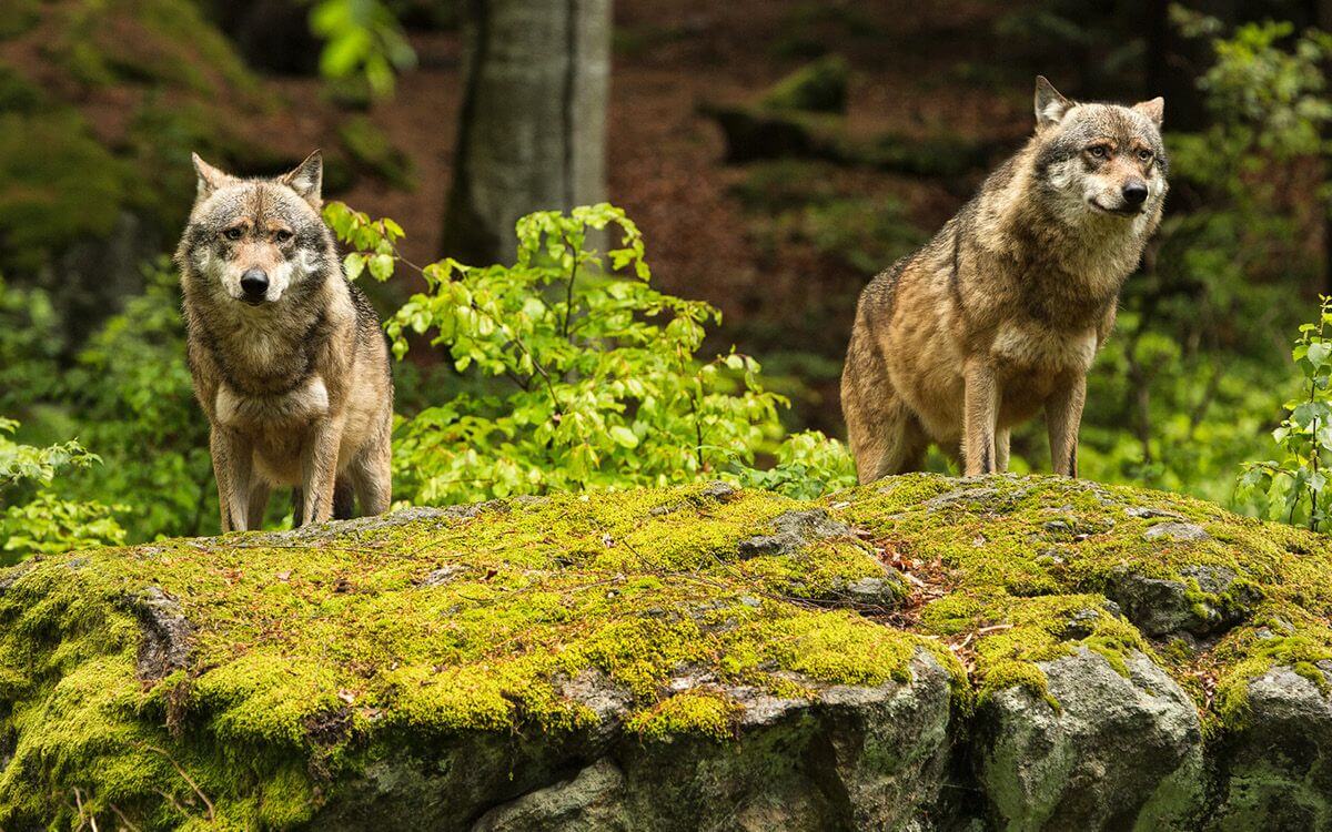 Návrat vlkov do českej krajiny - výskyt, spôsobené škody a možnosti kompenzácie strát zvierat