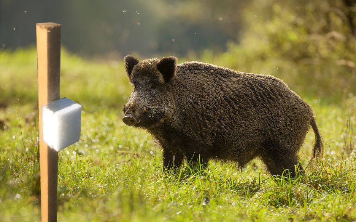 Ako vybrať a nainštalovať pachový plot proti diviakom