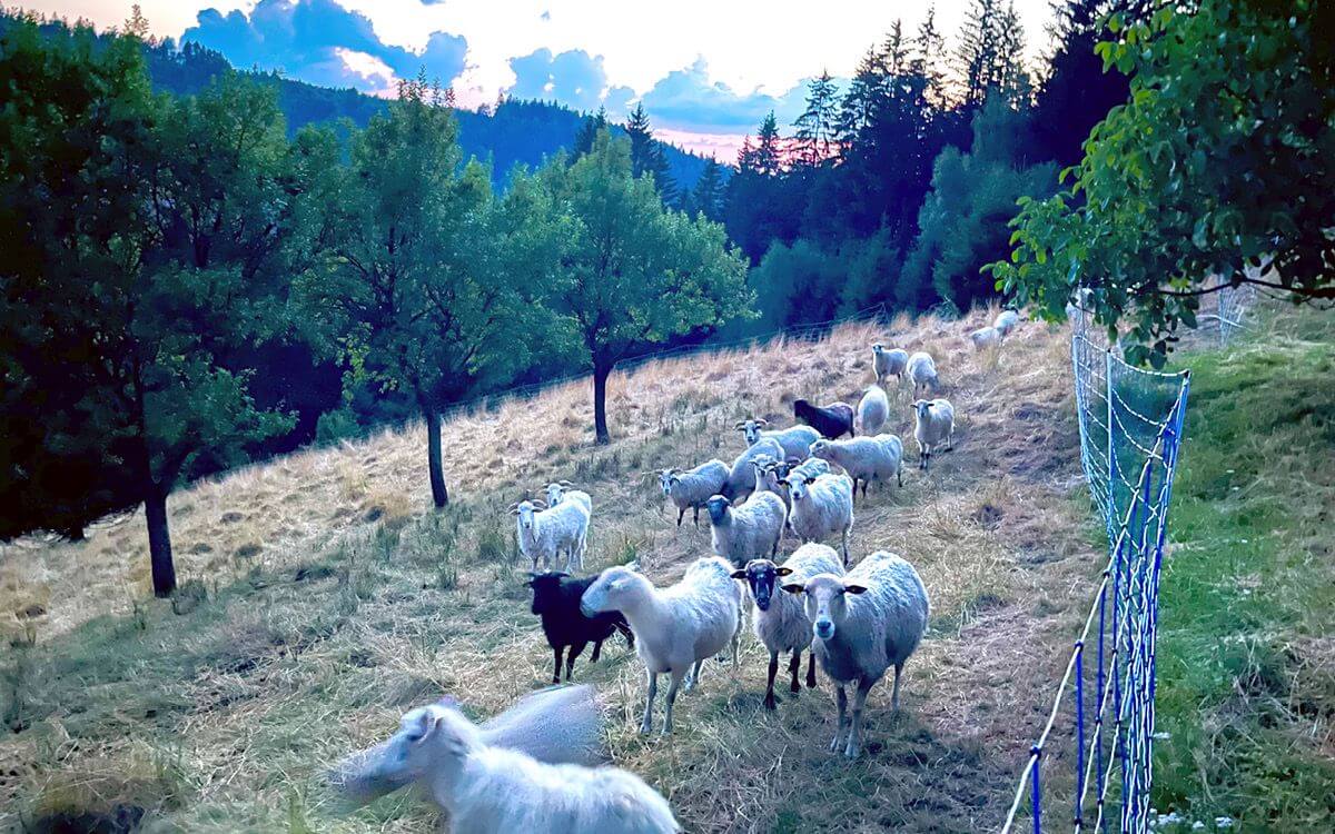 "Prehľad o všetkých pastvinách z pohodlia domova"

hovorí Tomáš Kij
