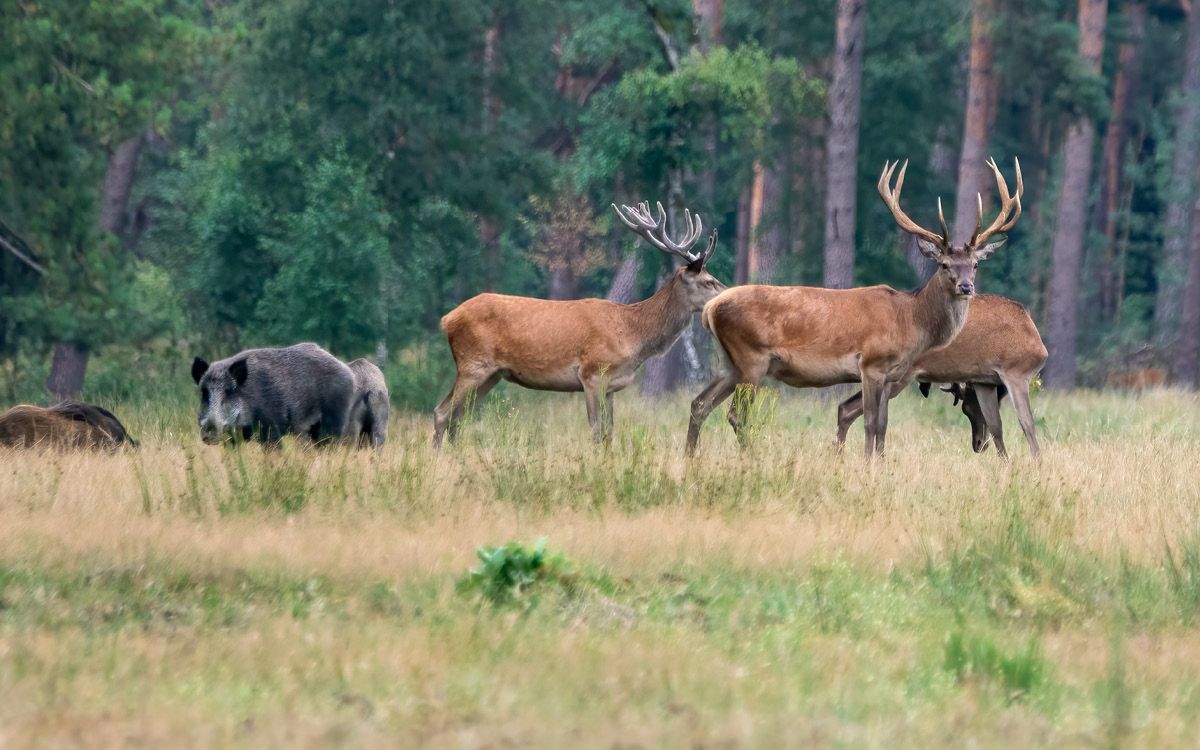 Pachové ohradníky proti zveri - účinná ochrana pred srncami, diviakmi a kunami
