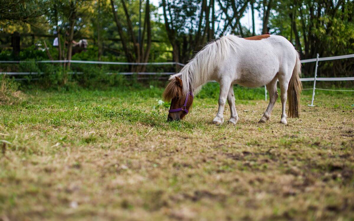 Ako vybrať a zostaviť elektrický ohradník pre mladé teľatá a žriebätá