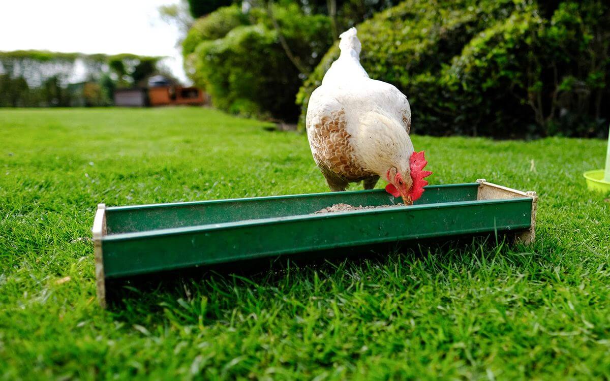 Ako správne kŕmiť sliepky a vybrať správne kŕmidlo pre hydinu