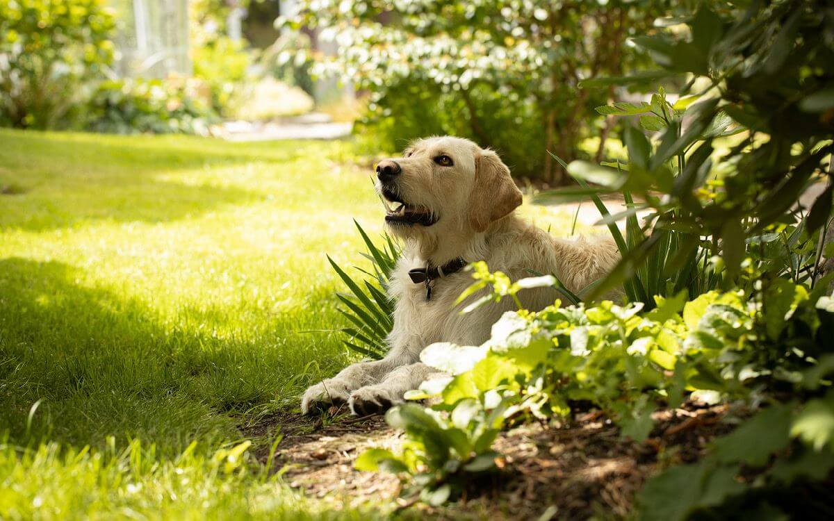 Ako ochrániť záhon pred psom