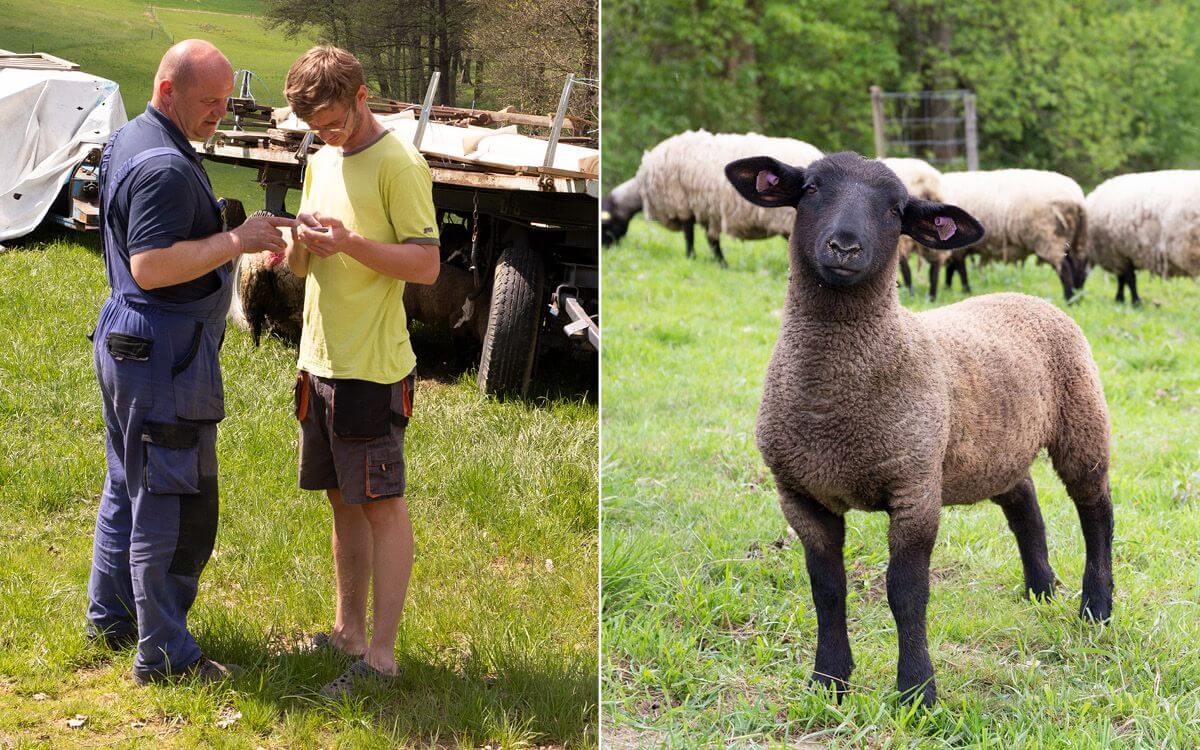 Inteligentné oplotenie farmy na ovčej farme Petrlák