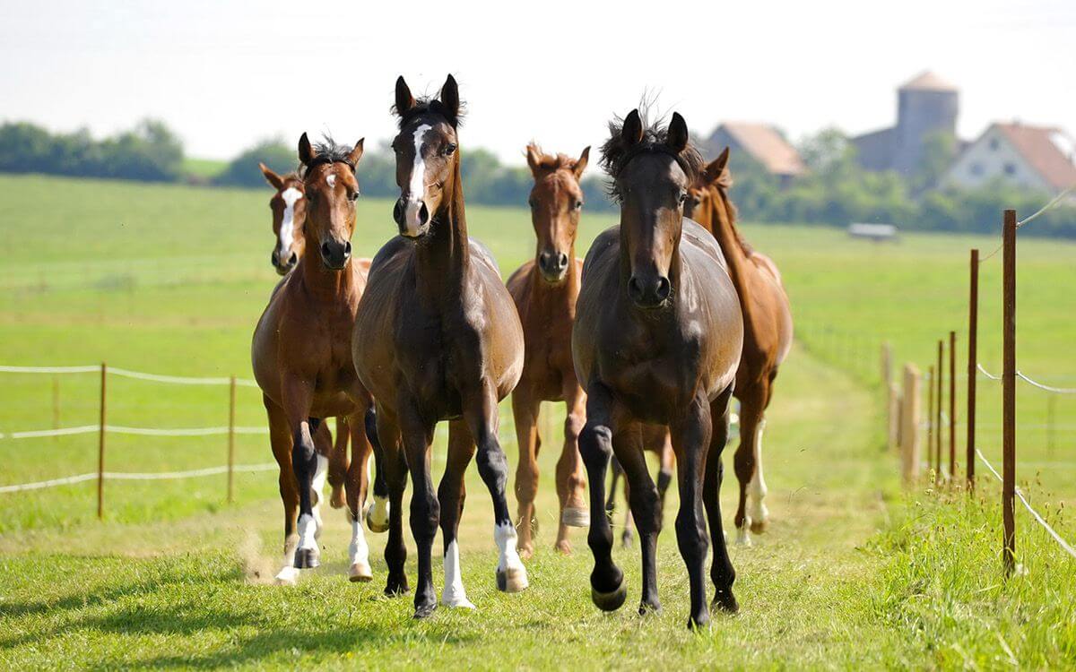 Ako vybrať a zostaviť elektrický ohradník pre kone