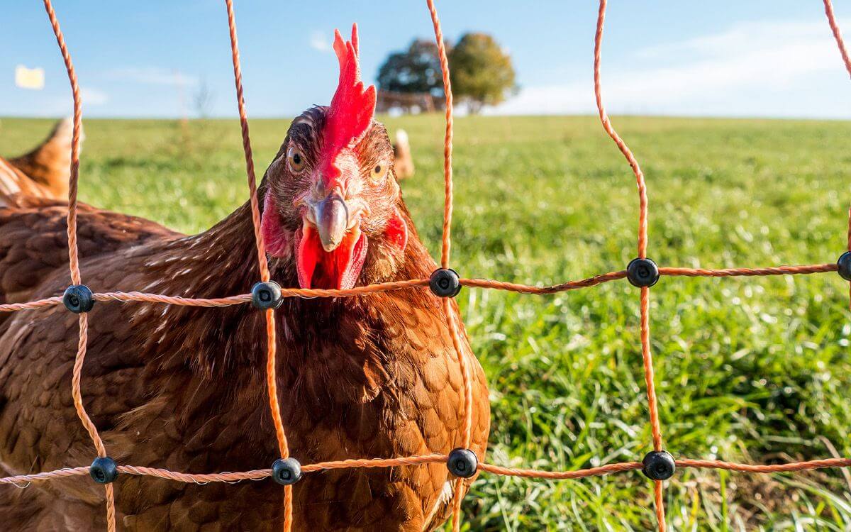 Ako vybrať a zostaviť elektrický ohradník pre hydinu