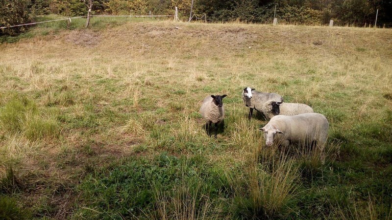 Vďaka generátoru mám stádo vždy pod kontrolou a prestal som používať výrok: "Za plotom je vždy lepšia tráva, aj keď je štrková".

hovorí Jan Nightingale
