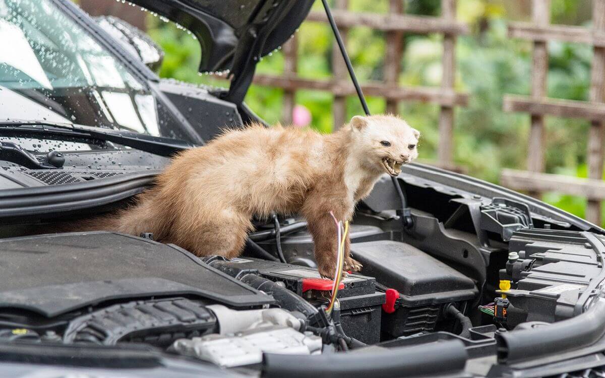Čo pomáha proti kunám v motore auta?