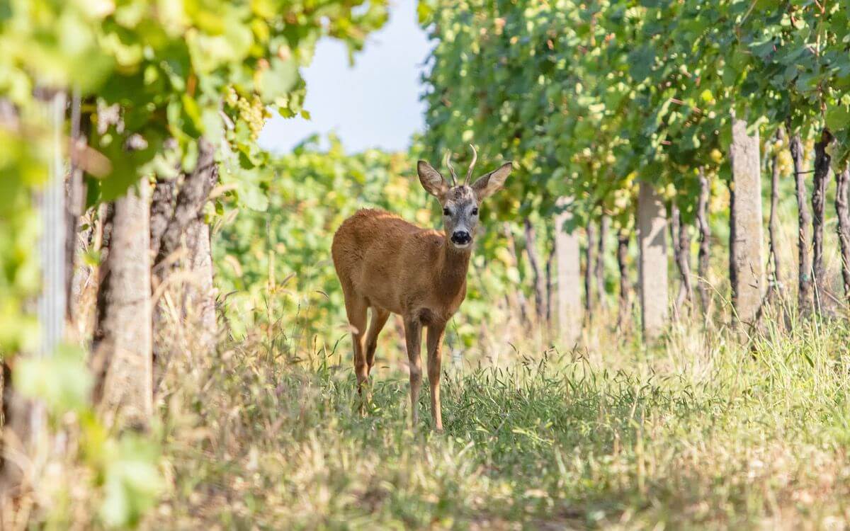 Ako chrániť vinohrad pred jeleňmi?