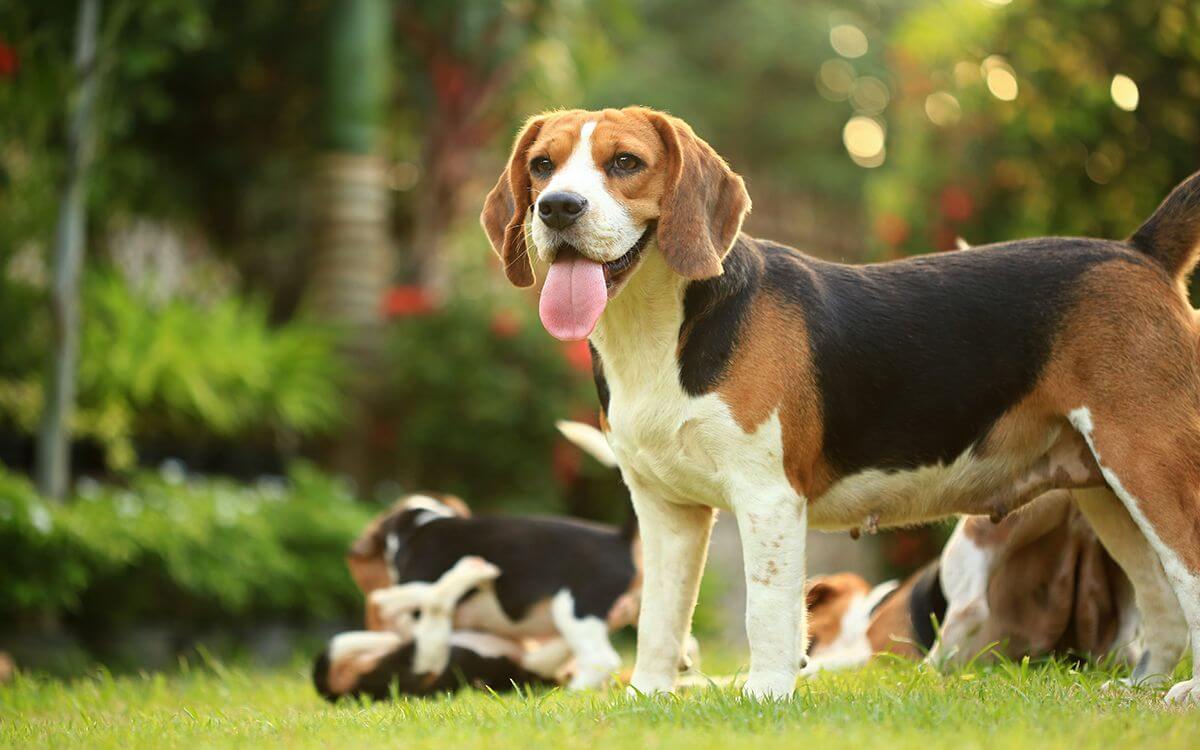 Ako vybrať a zostaviť elektrický ohradník pre psov?