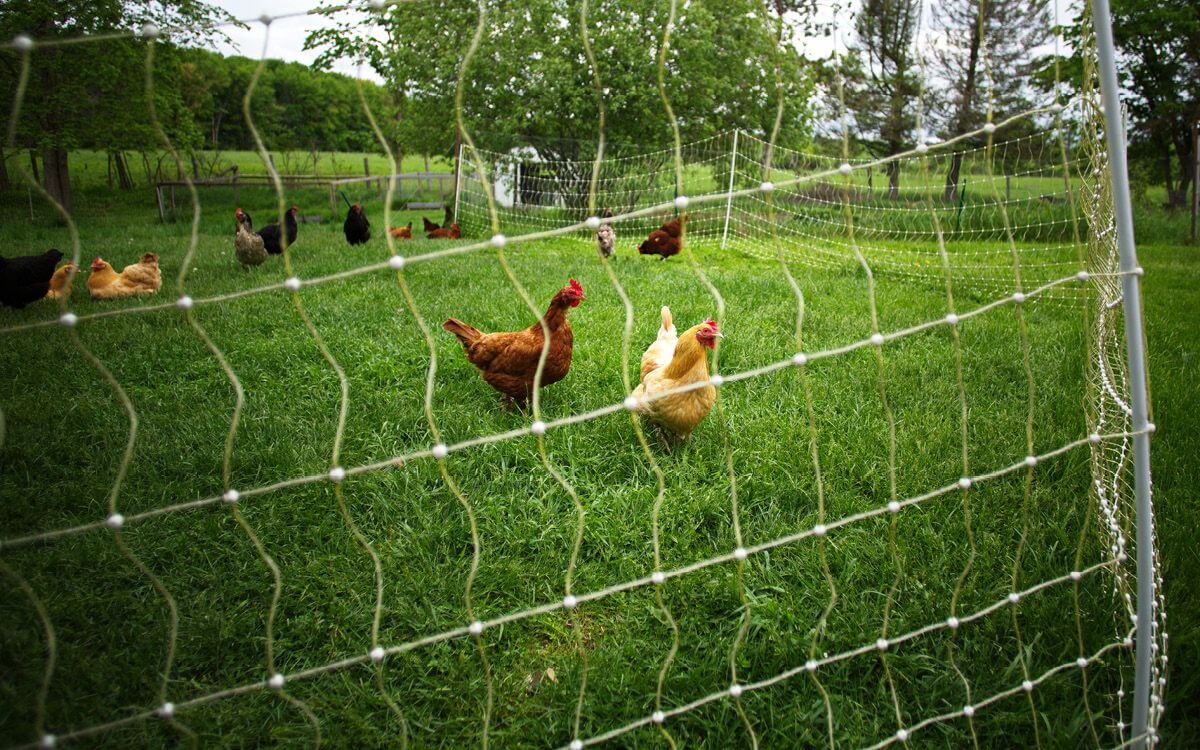 Ako chrániť sliepky pred líškami?