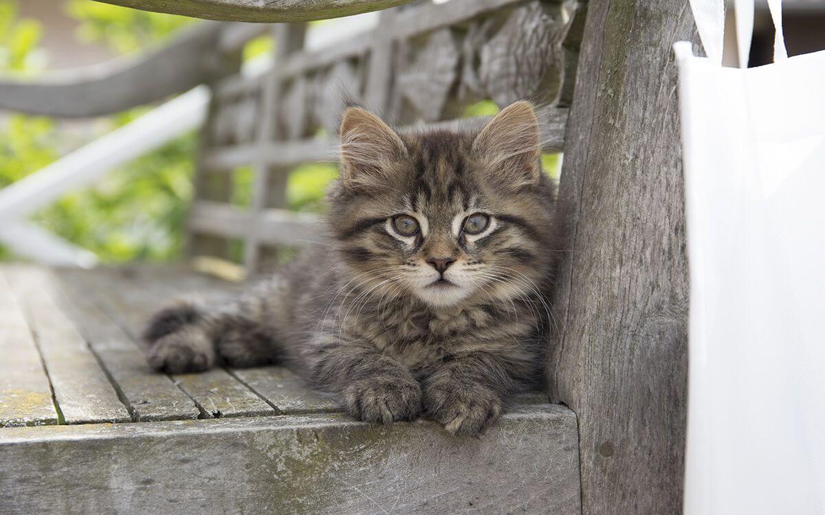 Ako vybrať a zostaviť elektrický ohradník pre mačky?