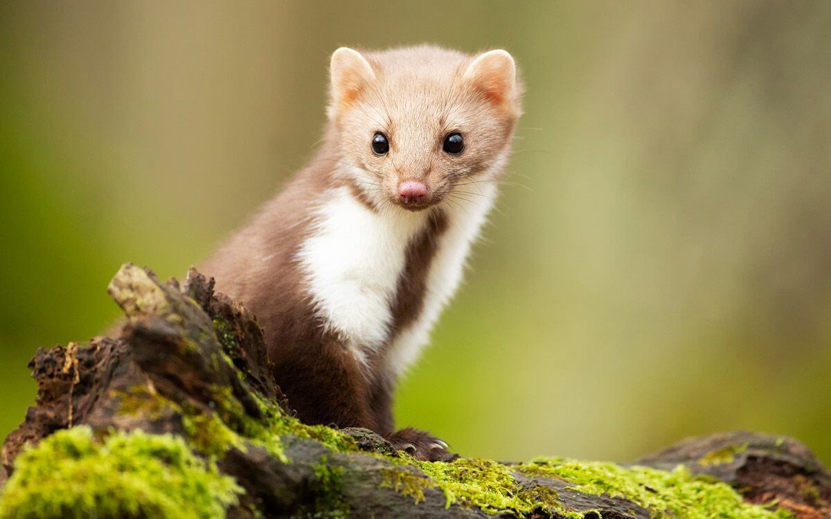 Ako vybrať a nainštalovať elektrický ohradník proti kunám?