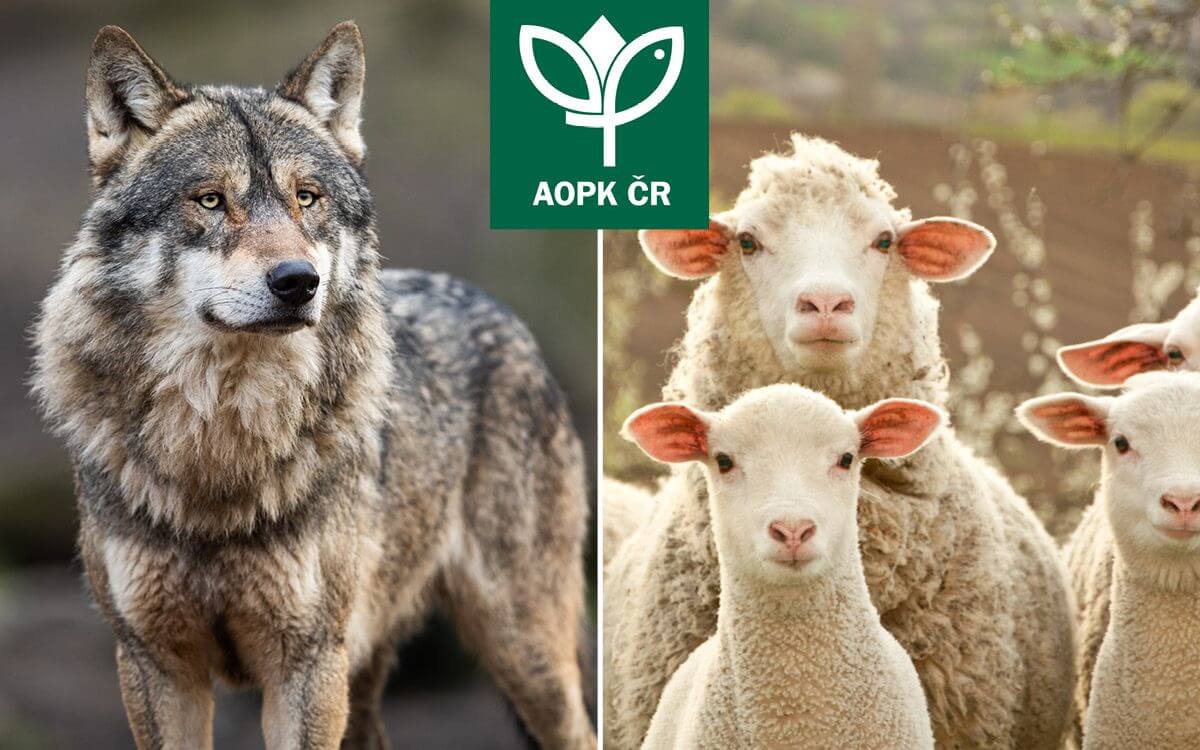 Spolupracujeme s AOPK ČR - ochráňte svoje stáda pred vlkmi pomocou elektrického ohradníka