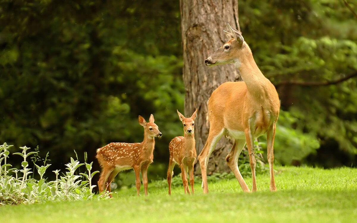 Ako vybrať a nainštalovať ohradník proti jeleňom