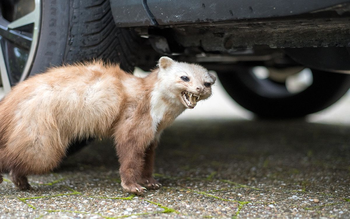 Ako vybrať a nainštalovať pachový odpudzovač kún a lasic