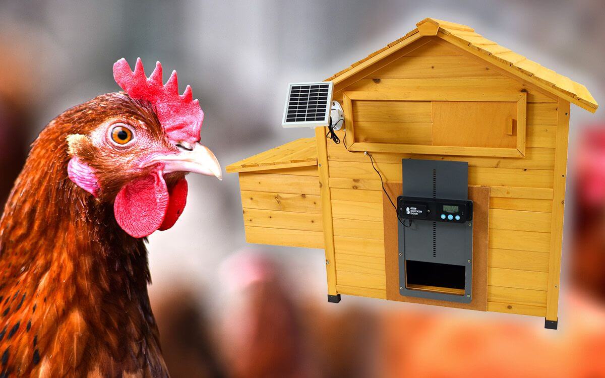 Predstavujeme moderné riešenie pre chov sliepok: automatické dvierka na kurín šetria čas a námahu