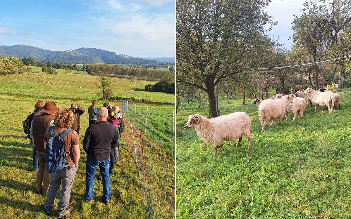 Útoky vlkov na hospodárske zvieratá v Beskydách