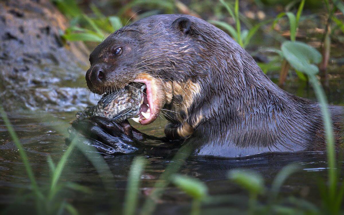Ako chrániť okrasné jazierko a chovný rybník pred vydrami