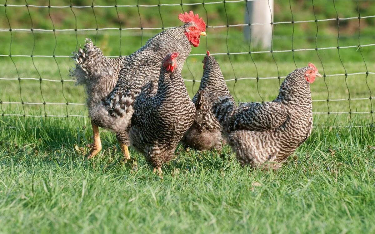 Starostlivosť o hydinu - Moderná technológia pre zdravé a šťastné sliepky