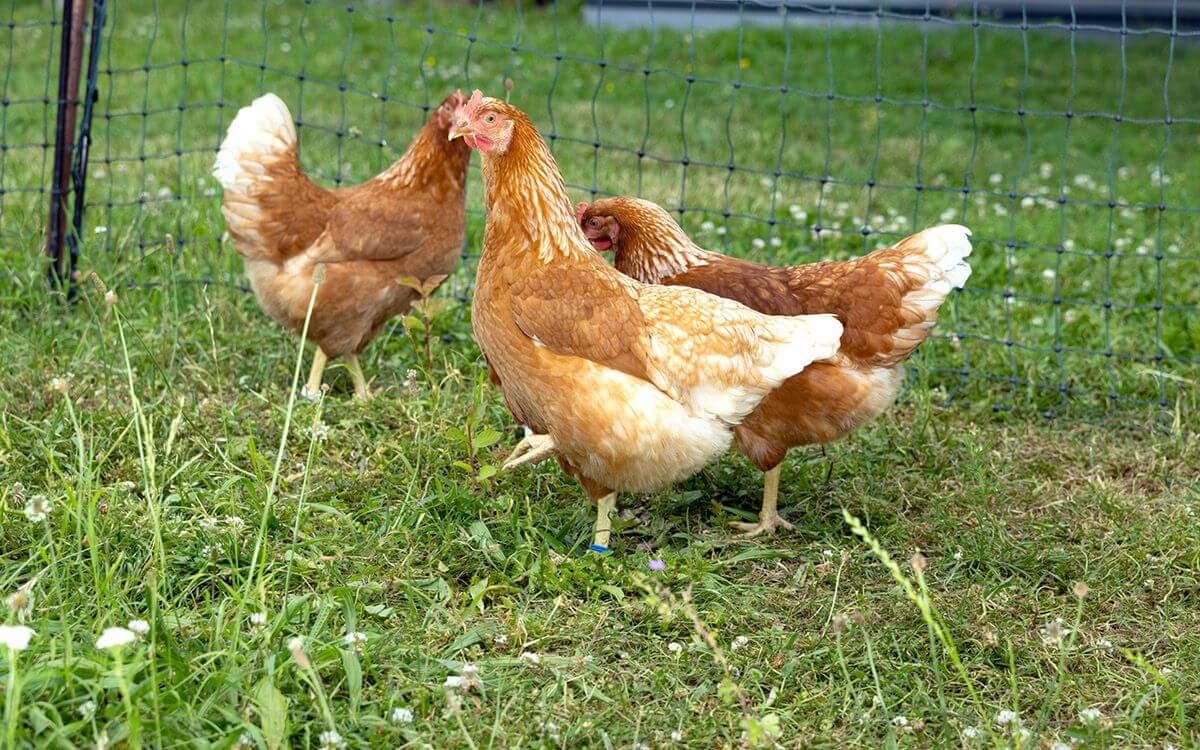 Ideálny výbeh a kurník pre sliepky: Ako vytvoriť správne prostredie pre zdravé a šťastné sliepky