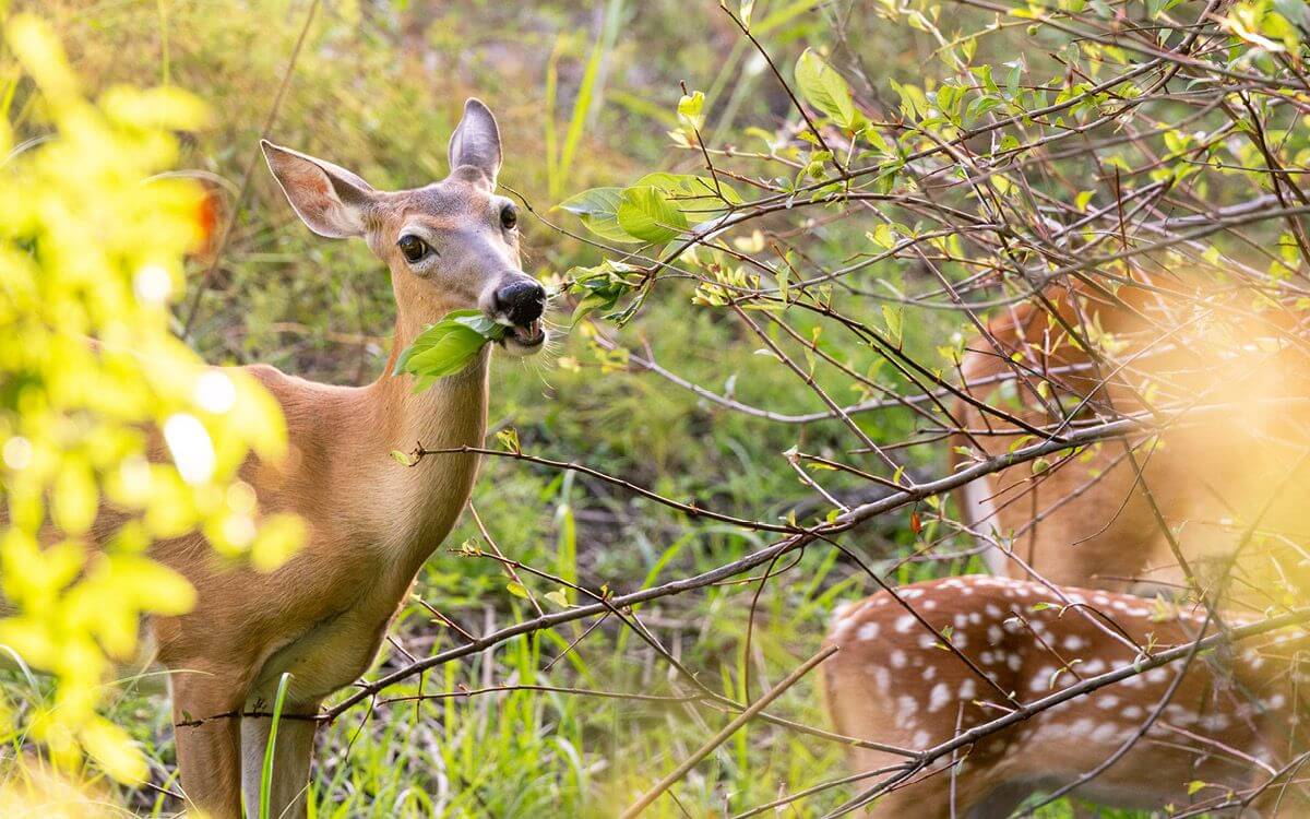Ako ochrániť stromčeky proti okusu zverí
