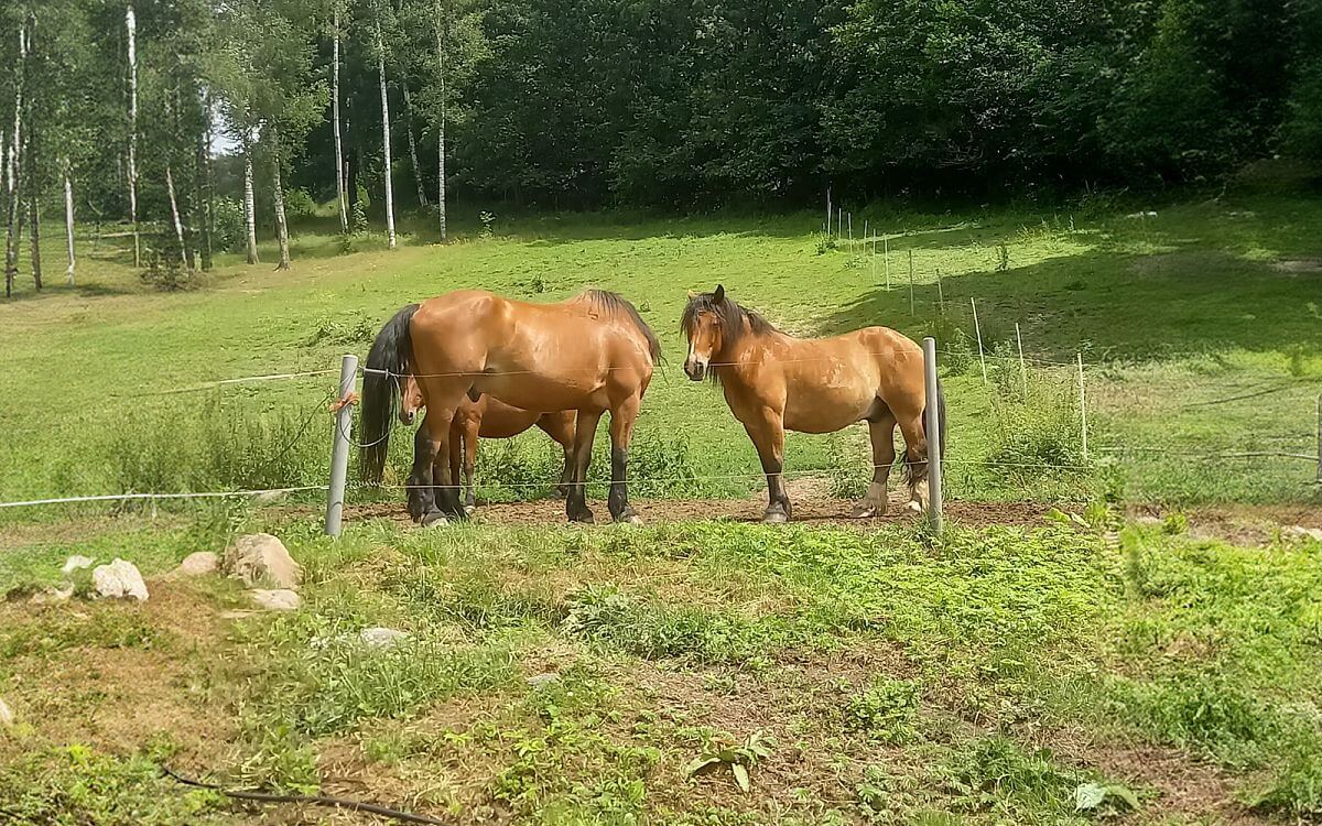 "Veľkou výhodou je diaľkové ovládanie, ktorým môžem ohradník kdekoľvek zapnúť a vypnúť"hovorí Romana Jonová