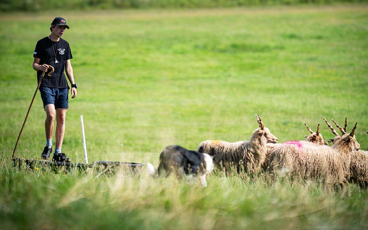 Preteky oviec s pomocou ovčiarskeho psa na farme JJPav