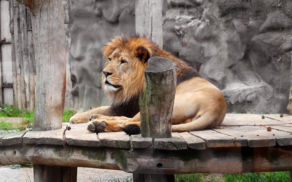 "Našou prioritou je nielen starostlivosť a pohodlie zvierat, ale aj efektívna a bezpečná prevádzka celej záhrady"
uvádza riaditeľ Zoo Olomouc Dr. Ing. Radomír Habáň