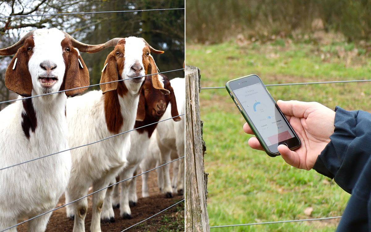 Používanie chytrých elektrických ohradníkov v Združení chovateľov oviec a kôz - Smart Farm