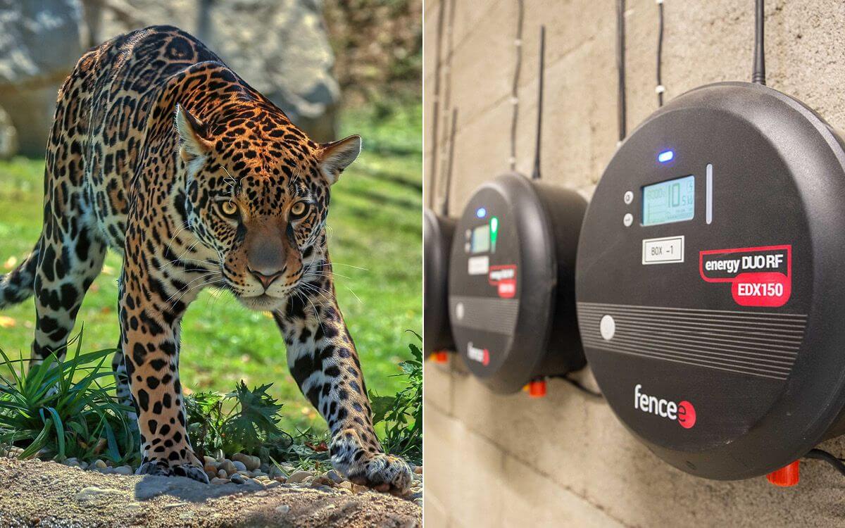 Smart Farm v Zoo Zlín III: Pokračovanie úspešnej spolupráce - Jaguar Trek