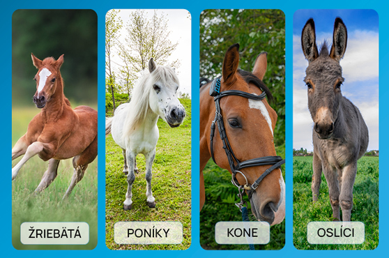 Inteligentný lokátor pre kone fencee EquiGPS Track