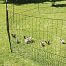 Nevodivá zelená ohradová sieť s bránou pre hydinu, dĺžka 50 m, výška 112 cm
