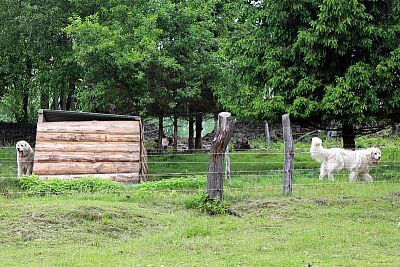 Skutočne neuveriteľný pomocník pána Cieslara - Smart Farm