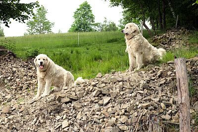 Skutočne neuveriteľný pomocník pána Cieslara - Smart Farm