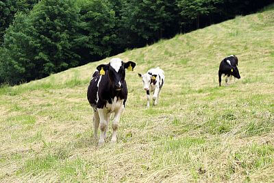 Skutočne neuveriteľný pomocník pána Cieslara - Smart Farm
