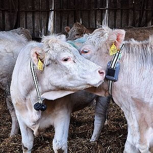 Funkcie a vlastnosti virtuálneho plotu s multifunkčným obojkom GPS F10