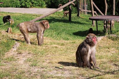 Inštalácia Smart Farm fencee Cloud v ZOO Olomouc